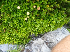 Azorella hydrocotyloides