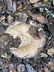 Lactarius argillaceifolius