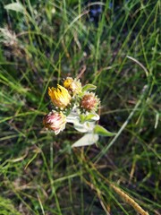 Pentanema squarrosum