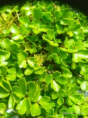 Azorella hydrocotyloides