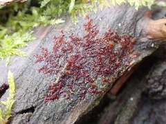Frullania dilatata