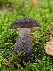 Leccinum scabrum melaneum