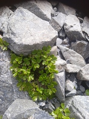 Azorella hydrocotyloides