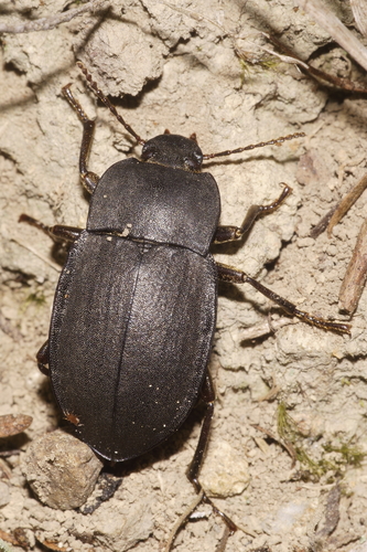 Mimopeus opaculus photo 3