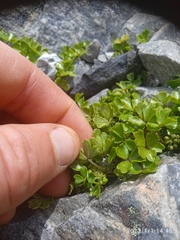 Azorella hydrocotyloides