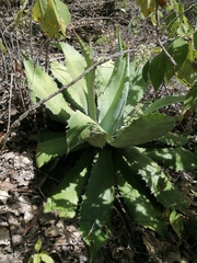 Agave seemanniana