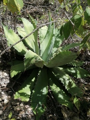 Agave seemanniana