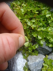 Azorella hydrocotyloides