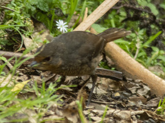 Pycnoptilus floccosus