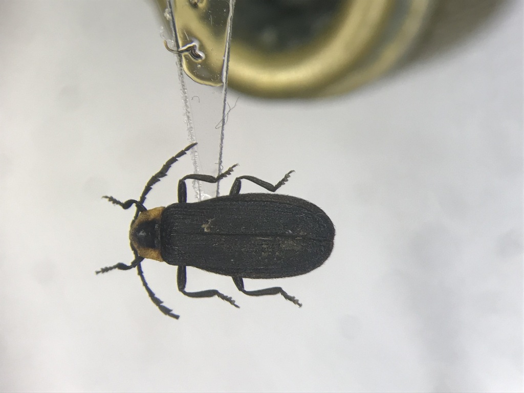 Plateros flavoscutellatus