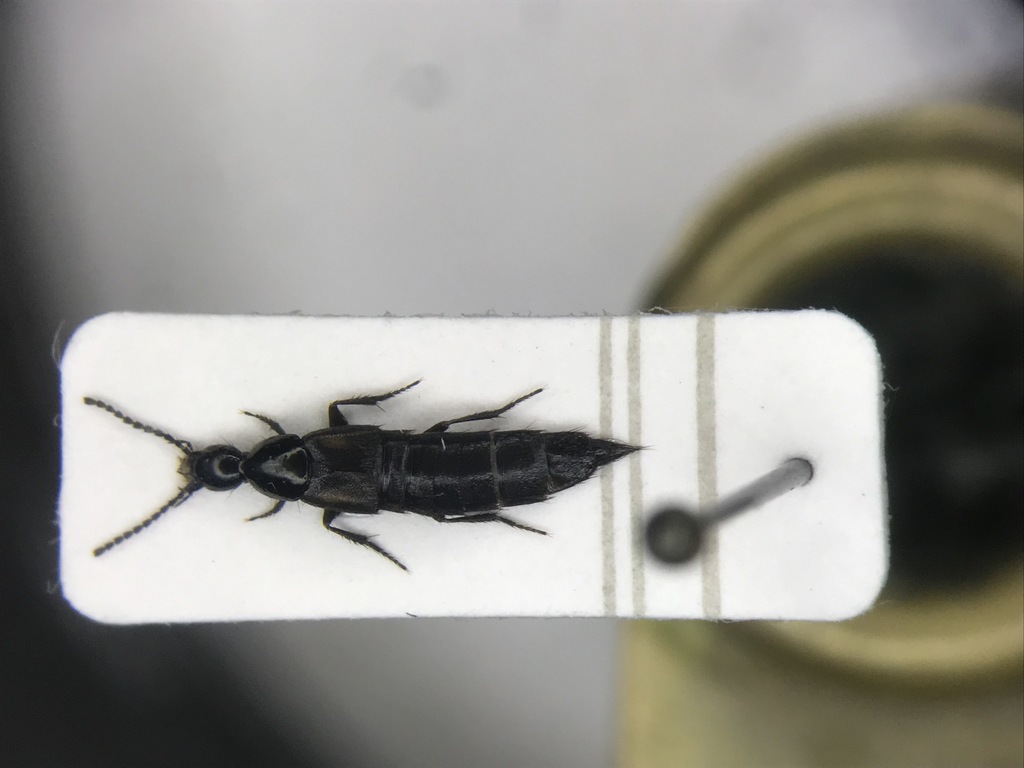 Staph beetle