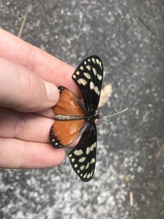 Hyalyris excelsa decumana