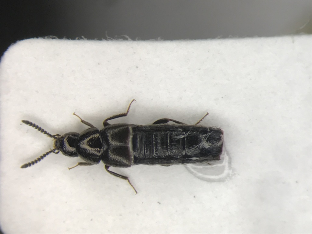 Rove beetle