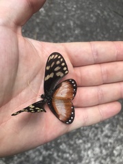 Hyalyris excelsa decumana