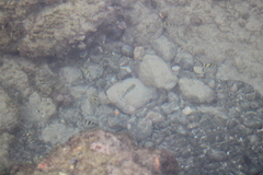 Abudefduf troschelii