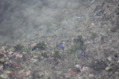 Stegastes leucostictus