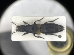 Platydracus fossator