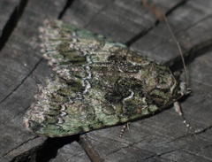 Polyphaenis sericata