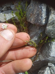 Stellaria gracilenta
