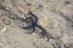 Ophiocoma aethiops