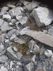 Stellaria gracilenta