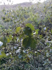 Alnus acuminata