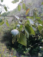 Alnus acuminata