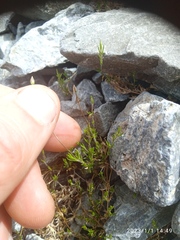 Stellaria gracilenta