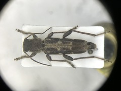 Xylotrechus sagittatus