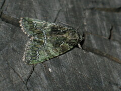Polyphaenis sericata