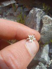 Stellaria gracilenta
