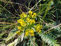 Euphorbia stepposa