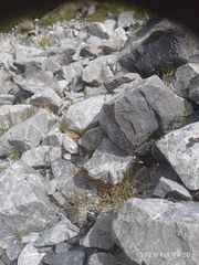 Stellaria gracilenta