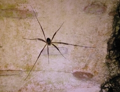 Dicranopalpus larvatus