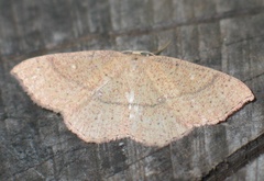 Cyclophora ruficiliaria