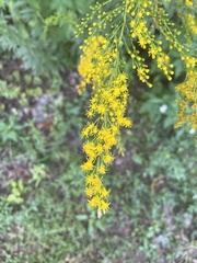 Solidago leavenworthii