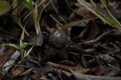 Astraeus hygrometricus