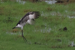 Ephippiorhynchus asiaticus