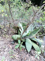 Agave seemanniana