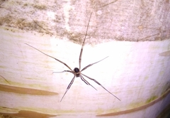 Dicranopalpus larvatus