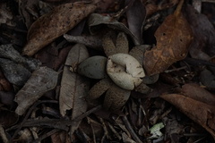 Astraeus hygrometricus