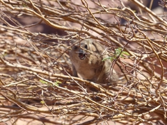 Procavia capensis welwitschii