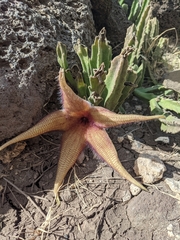 Stapelia
