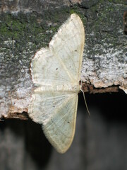 Idaea deversaria
