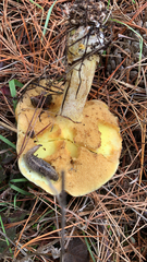 Suillus pungens