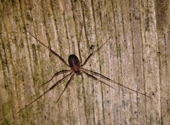 Dicranopalpus larvatus