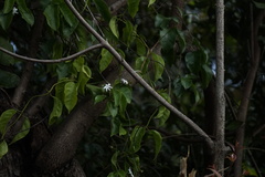 Jasminum