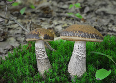 Leccinellum pseudoscabrum