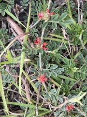 Indigofera linnaei