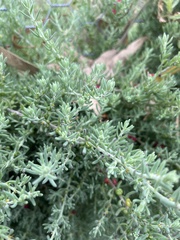 Enchylaena tomentosa